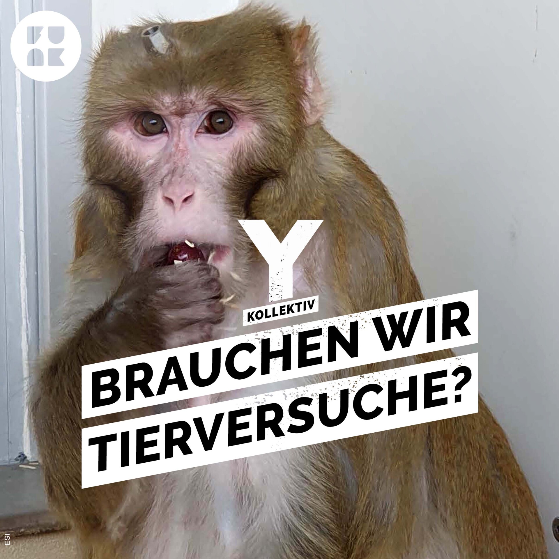 Y-Kollektiv – Der Podcast